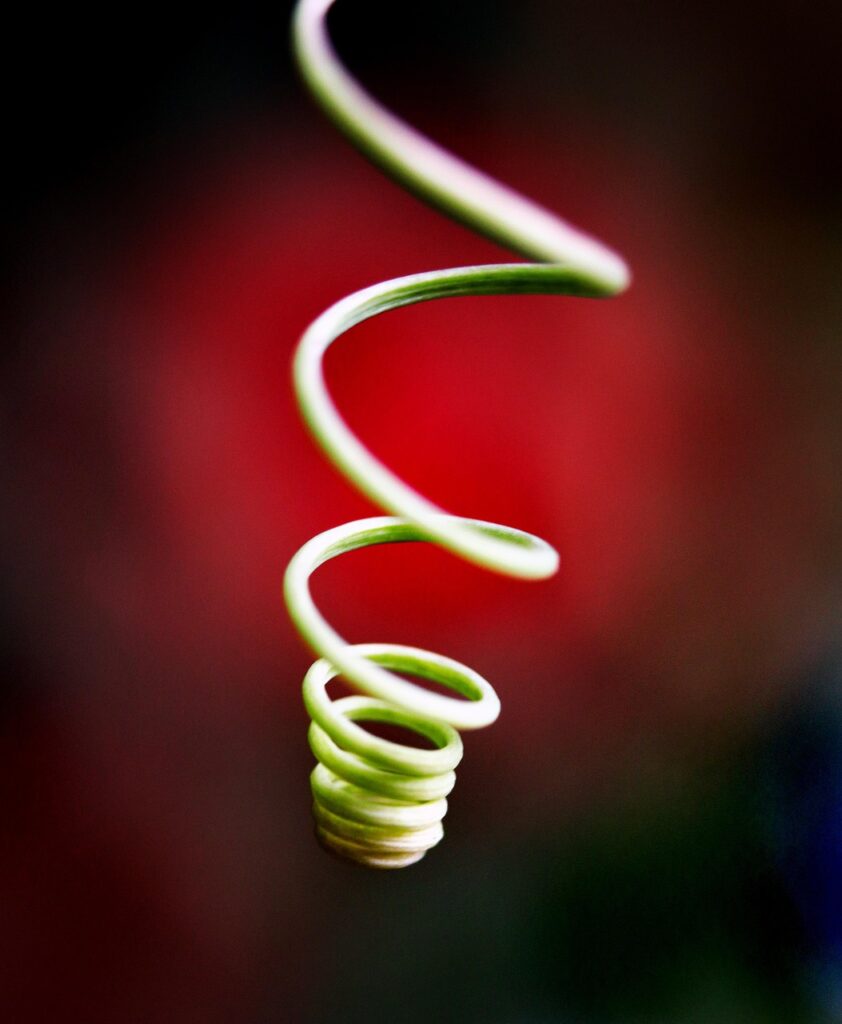 une vrille végétale verte, sur un fond rouge