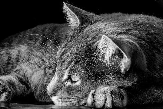 Photographie de chat en noir et blanc