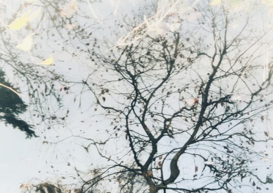 Photographie avec filtre du reflet d'un arbre dans le canal. Poétique. Brin de poésie