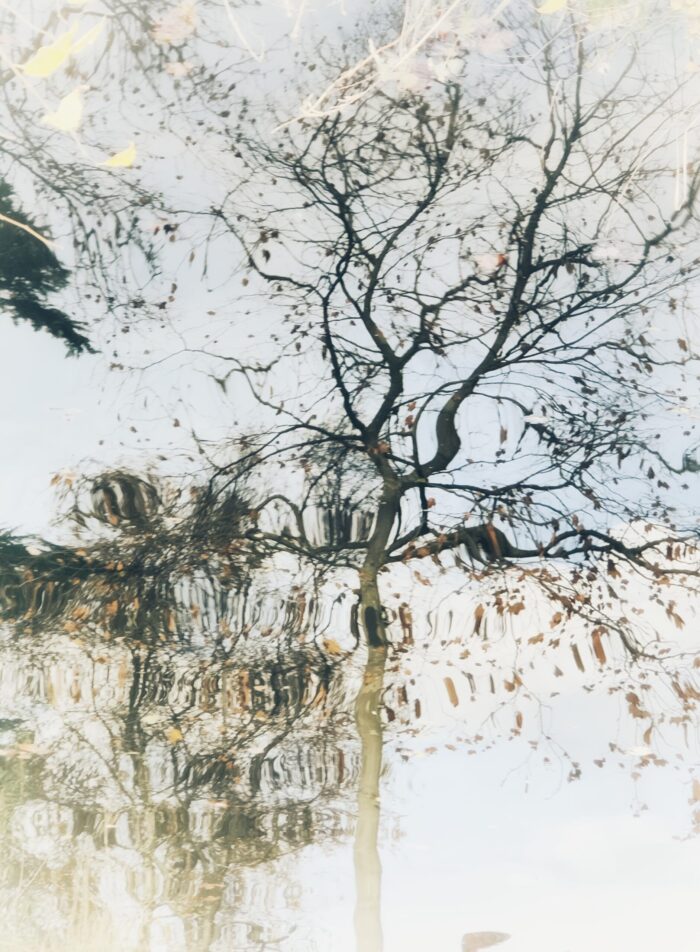 Photographie avec filtre du reflet d'un arbre dans le canal. Poétique. Brin de poésie