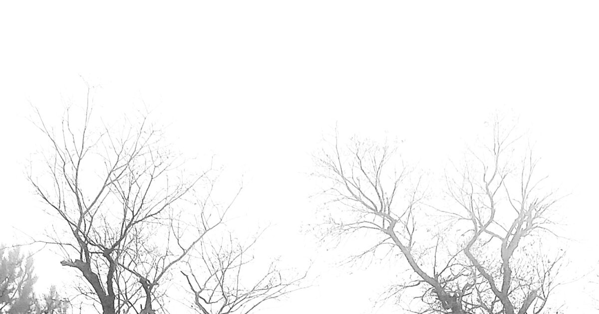 Dans la campagne gersoise, un jour de brouillard, deux arbres encadrent la route qui mène au cœur du brouillard