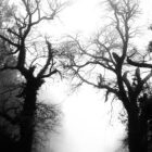 Dans la campagne gersoise, un jour de brouillard, deux arbres encadrent la route qui mène au cœur du brouillard