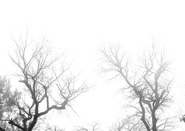 Dans la campagne gersoise, un jour de brouillard, deux arbres encadrent la route qui mène au cœur du brouillard