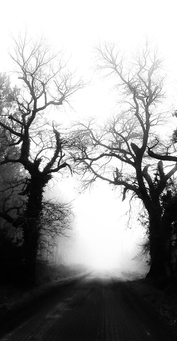 Dans la campagne gersoise, un jour de brouillard, deux arbres encadrent la route qui mène au cœur du brouillard