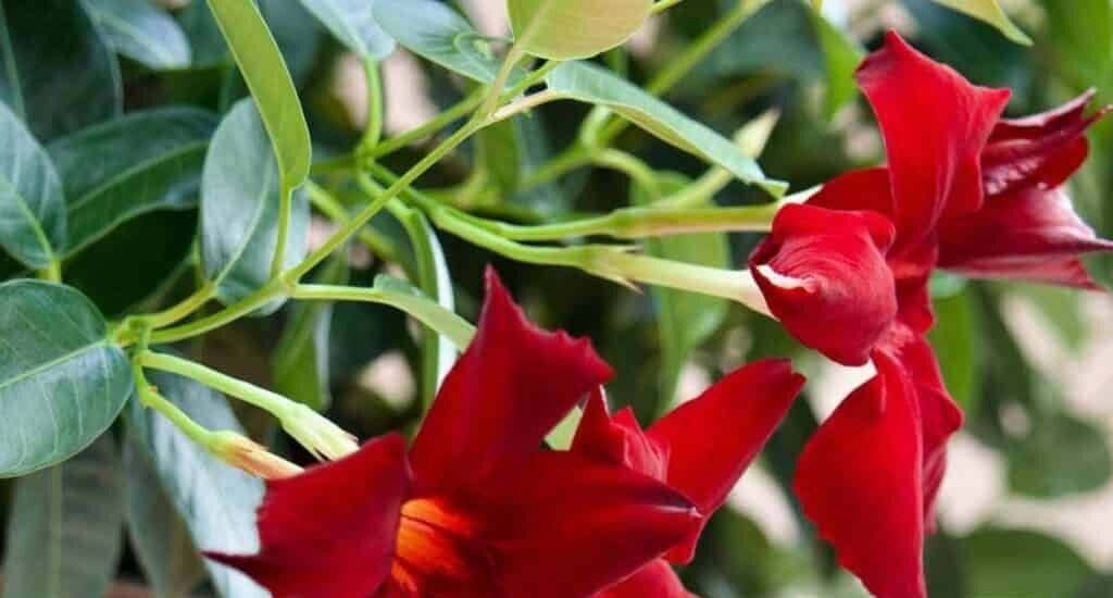 Deux fleurs rouges de dipladenia. Photo prise en été.