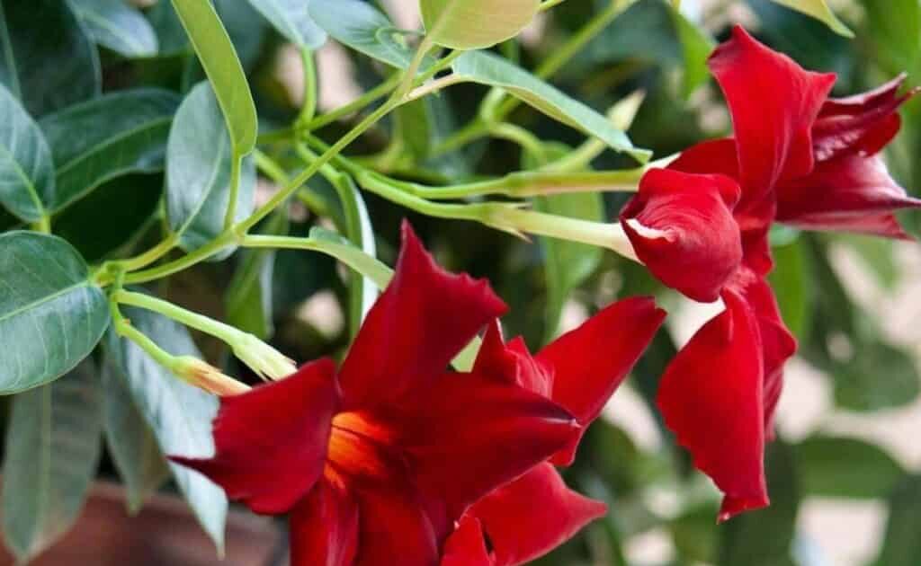 Deux fleurs rouges de dipladenia. Photo prise en été.