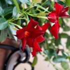 Deux fleurs rouges de dipladenia. Photo prise en été.