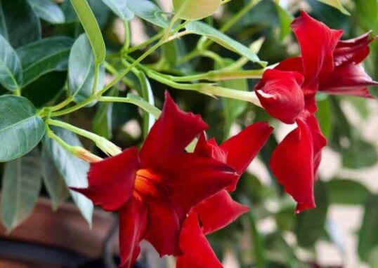 Deux fleurs rouges de dipladenia. Photo prise en été.