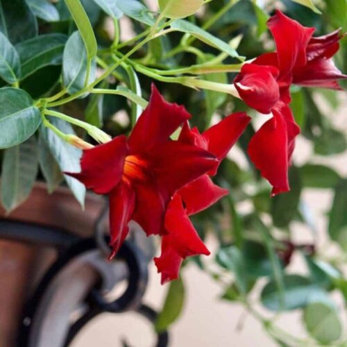 Deux fleurs rouges de dipladenia. Photo prise en été.