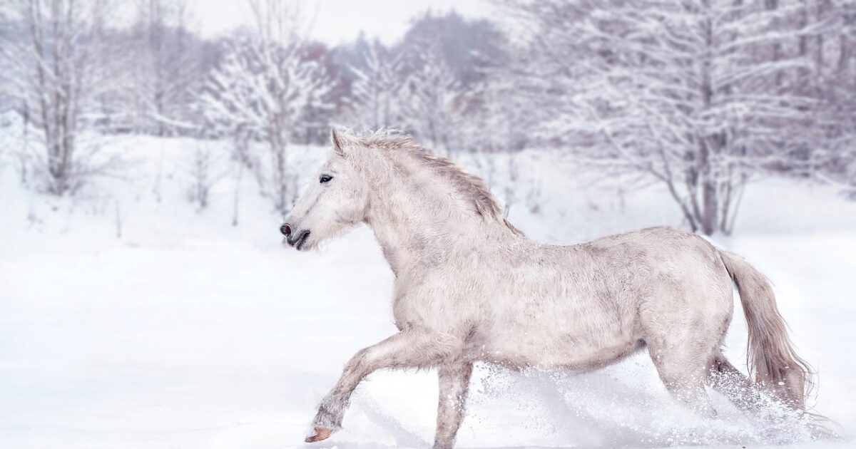 Photo de cheval blanc galopant dans la neige