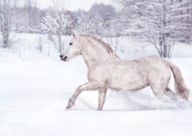 Photo de cheval blanc galopant dans la neige