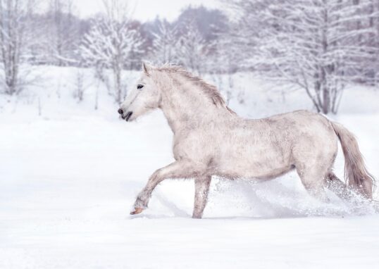 Photo de cheval blanc galopant dans la neige