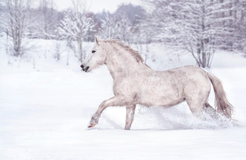 Photo de cheval blanc galopant dans la neige