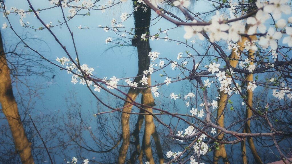Feuillet du mois : Fais vriller premiers arbres en fleurs en février. Reflets sur le canal.