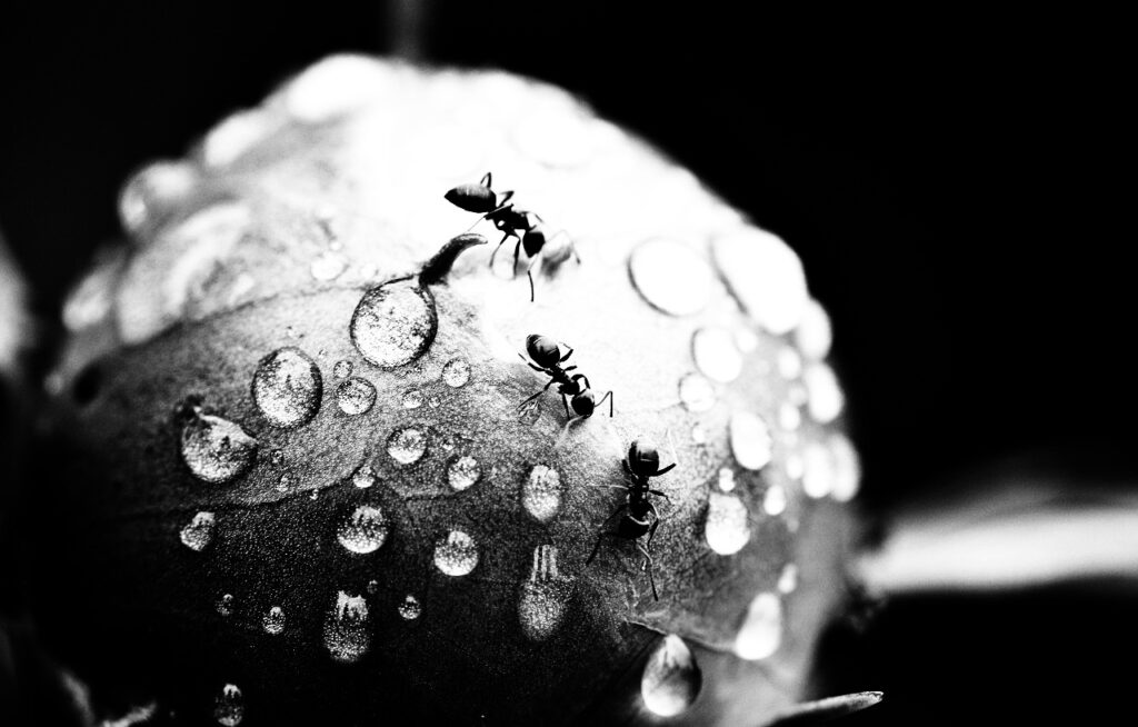 3 fourmis sur une feuille avec des gouttes d