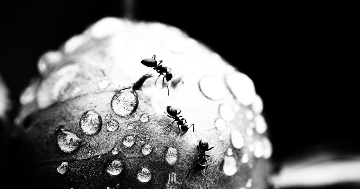 3 fourmis sur une feuille avec des gouttes d'eau. Noir et blanc