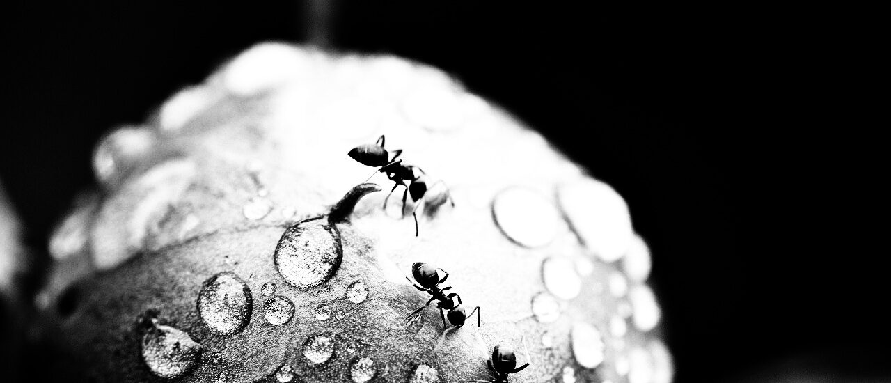 3 fourmis sur une feuille avec des gouttes d'eau. Noir et blanc