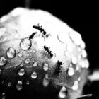 3 fourmis sur une feuille avec des gouttes d'eau. Noir et blanc