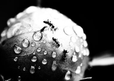 3 fourmis sur une feuille avec des gouttes d'eau. Noir et blanc