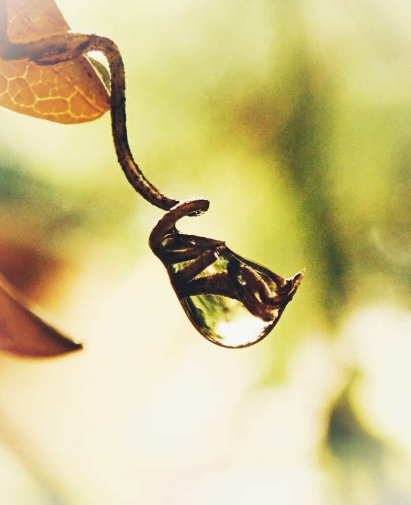 Feuillet du mois : Fais vriller photo vrille eau